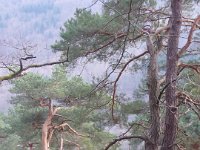 Sortie Phalsbourg CV Wingen 28 02 2016 (64)